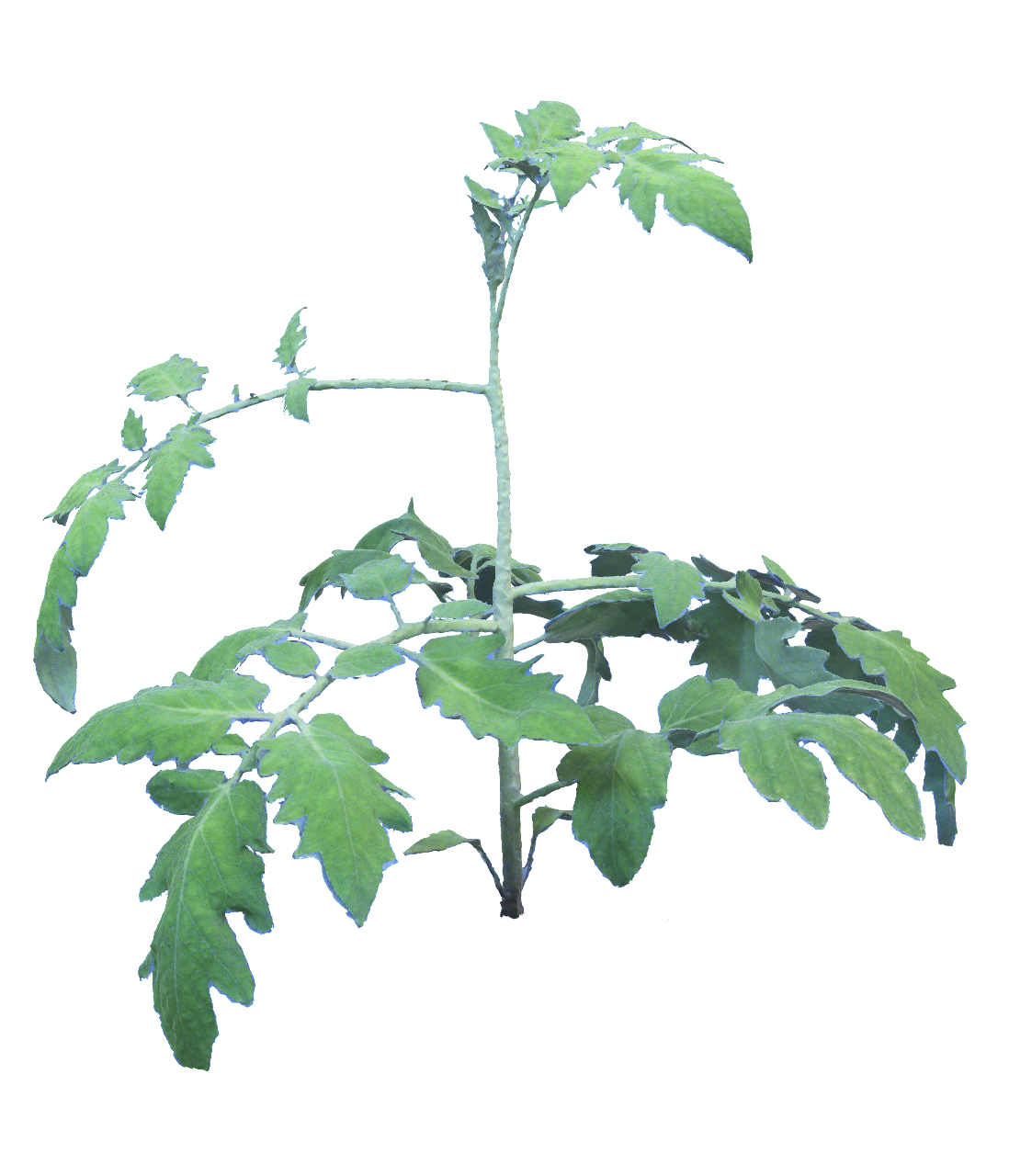 Products tomato